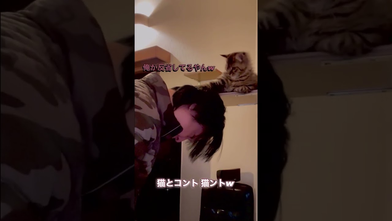 猫とコント！猫ントw 反省したふりは猫でも出来るw