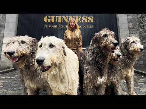THE LAST 'WOLF KILLER' OF IRELAND - THE IRISH WOLFHOUND
