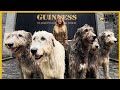 THE LAST WOLF KILLER OF IRELAND THE IRISH WOLFHOUND