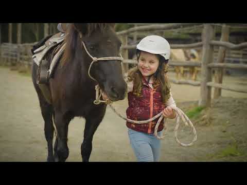 Hunter Valley Horses