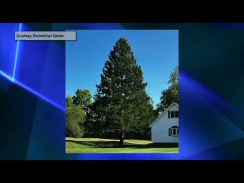 Rockefeller Center Tree