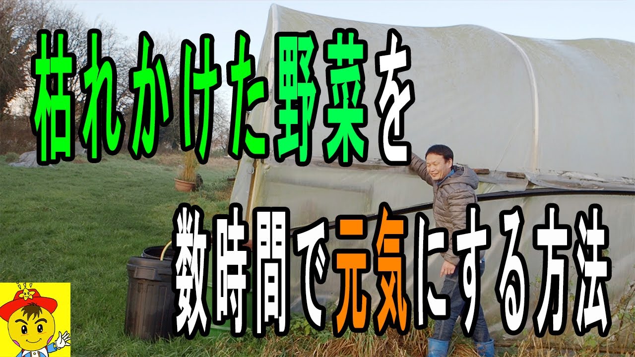 雨の力で作物復活と自家採種の始め方