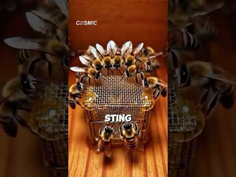 This Is How You “Reprogram” a Bee Colony 👑
