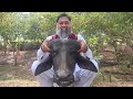 Siri Recipe Beef Head Cleaning And Cooking Bison Head Recipe Mubarak Ali Tour And Taste