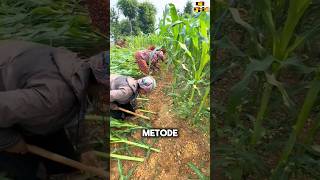 Download lagu Ohh.. 😱 Ternyata ini Alasan Tanaman Jagung di Miringkan #shorts mp3