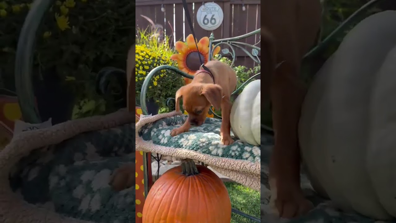 Enlarge Brownie, a Adoptable mixed breed in Frederick, MD video 2/6