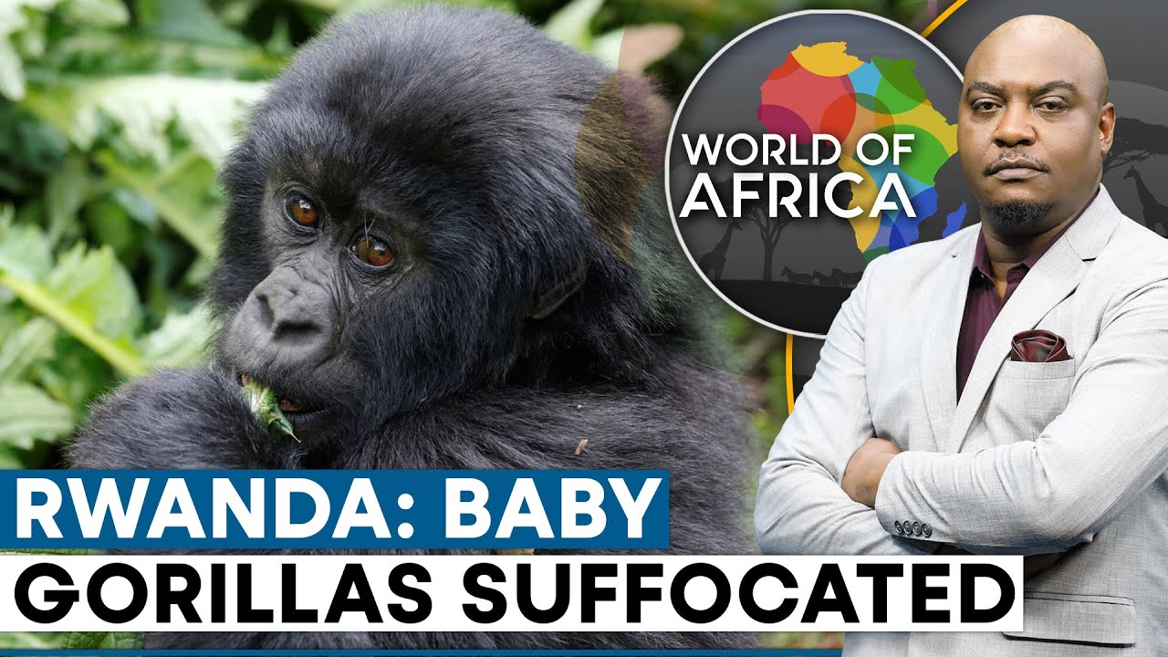 Overcrowding Kills Infant Gorillas In Rwanda Habitat | World Of Africa