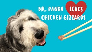 Cooking Demo - How We Cook Chicken Gizzards for our Dog - Mr. Panda the Sheepadoodle Doodle!