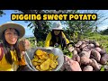 Digging sweet potato | Harvest and cook | Life in the Province