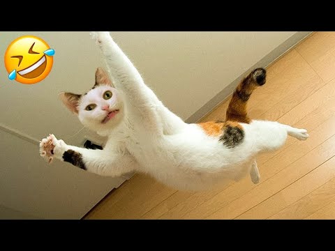 New Animal Video 2023 - Funniest Cat And Dog - Funny Animal Moments 😂