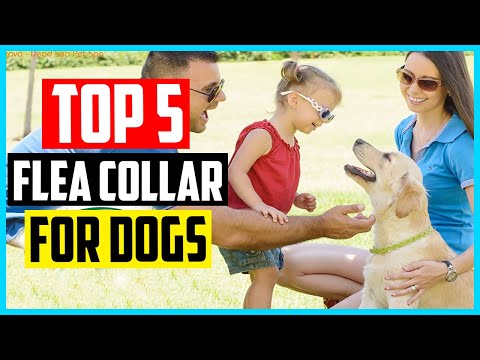 ✅ The 5 Best Flea Collar for Dogs 2022 Reviews