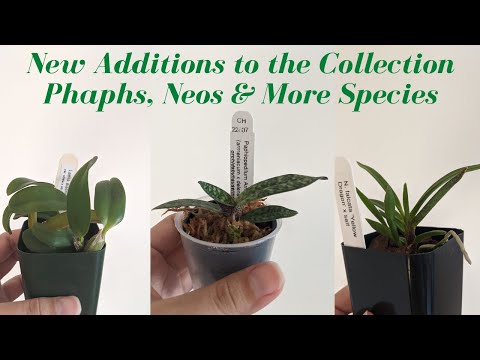 New Additions to the Collection | New Orchid Species & Hybrids - Let’s Give the Paphs Another Go!