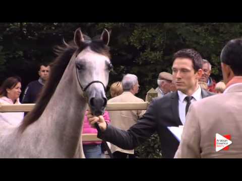 N.121 HARDAN - Bruges 2015 International - Yearling Colts (Class 102A)