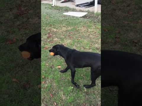 Sydney #11, an adopted Black Labrador Retriever Mix in Killingworth, CT_image-1