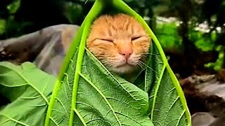 MYTHICAL FYP PULLS pt. 36