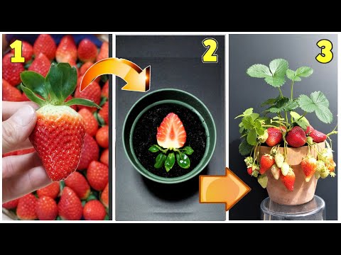 download lagu mp3 mp4 Semi Di Fragola, download lagu Semi Di Fragola gratis, unduh video klip Semi Di Fragola