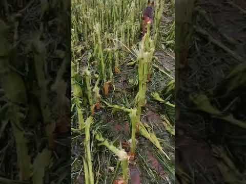 ⛈️ Consecuencias que dejó la fuerte tormenta que azotó la zona rural de Elena (Córdoba).