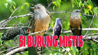 Download lagu SUARA BURUNG KEDASIH GACOR mp3 Download lagu SUARA BURUNG KEDASIH GACOR mp3