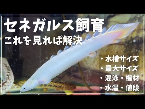 ガジョン (魚)について詳しく解説