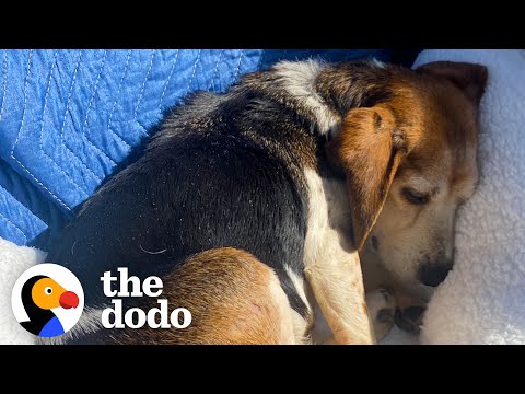 Couple Drives Hours To Rescue Senior Beagle Given Away On Facebook  | The Dodo