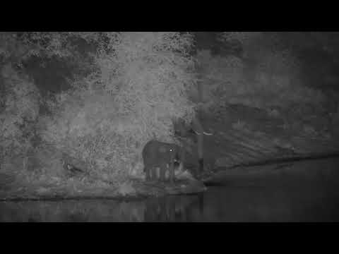 Djuma: Elephant adult and calf drink at the dam - 19:32 - 05/29/2023