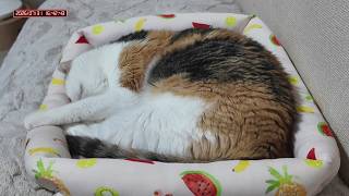 三毛猫フミちゃん　 LIVE配信　2026年7月31日　calico cat　(LIVE stream)
