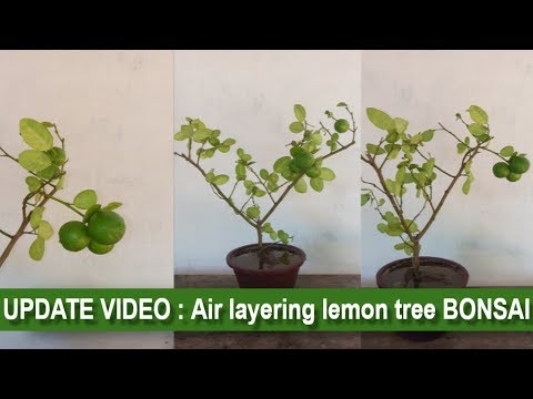 Air layering lemon tree repotting!!  how to grow lemon bonsai from air layering//GREEN PLANTS Video