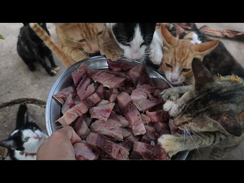 Hungry Cats eat Small Tuna fish | Kitten Eat Delicious Fish | The Gohan Dog And Cats