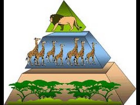 Energy Pyramid - Energy Flow in Ecosystem -Video for Kids by makemegenius.com