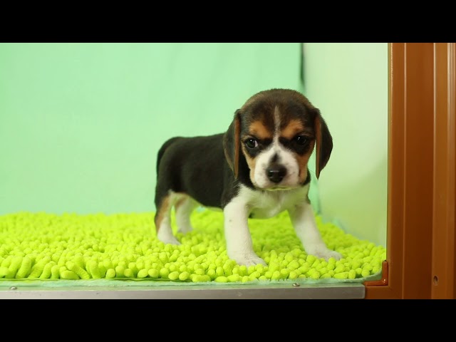 ブリーダー/ショップマロニエケンネル MARRONNIER KENNELのビーグルで番号が2887です