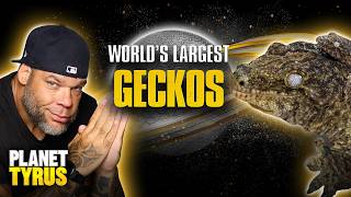 Tyrus' Zoo: Meet Scrim & Ruby, World’s Largest Geckos | Planet Tyrus