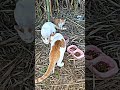 Feeding Stray Cats Everything For Cats Cat Cats Ytshorts Viralvideo