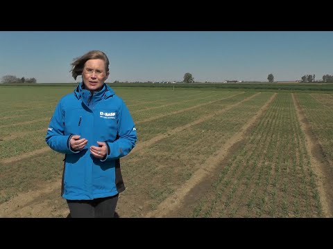 BASF Online-Feldtag in Grucking – aktuelle Empfehlungen in der Sommergerste