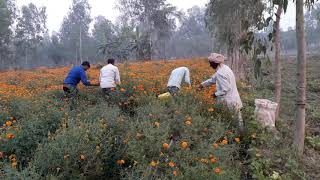 preview picture of video 'Marigold videos fatehganj pashchimi'