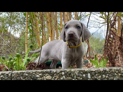 Die Weimaraner Welpen - Woche 7 im Welpenpark