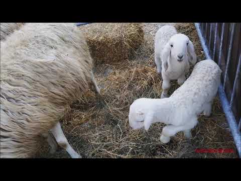 AGNELLINI, PECORE E MONTONI ALLA 625^ FIERA DI S. ANDREA A PEVERAGNO. (CN) DOM. 28 - 11 - 2021.