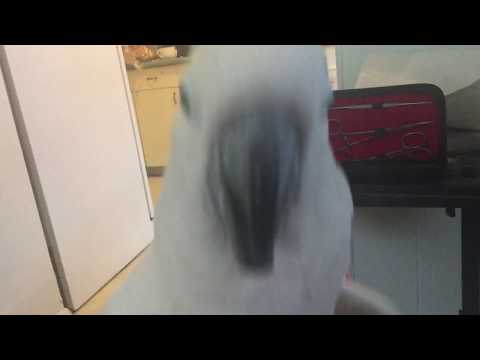 Misha bird singing his good bird song