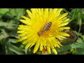 Kadr filmu Rajd w obronie pszczół - Start Kraków