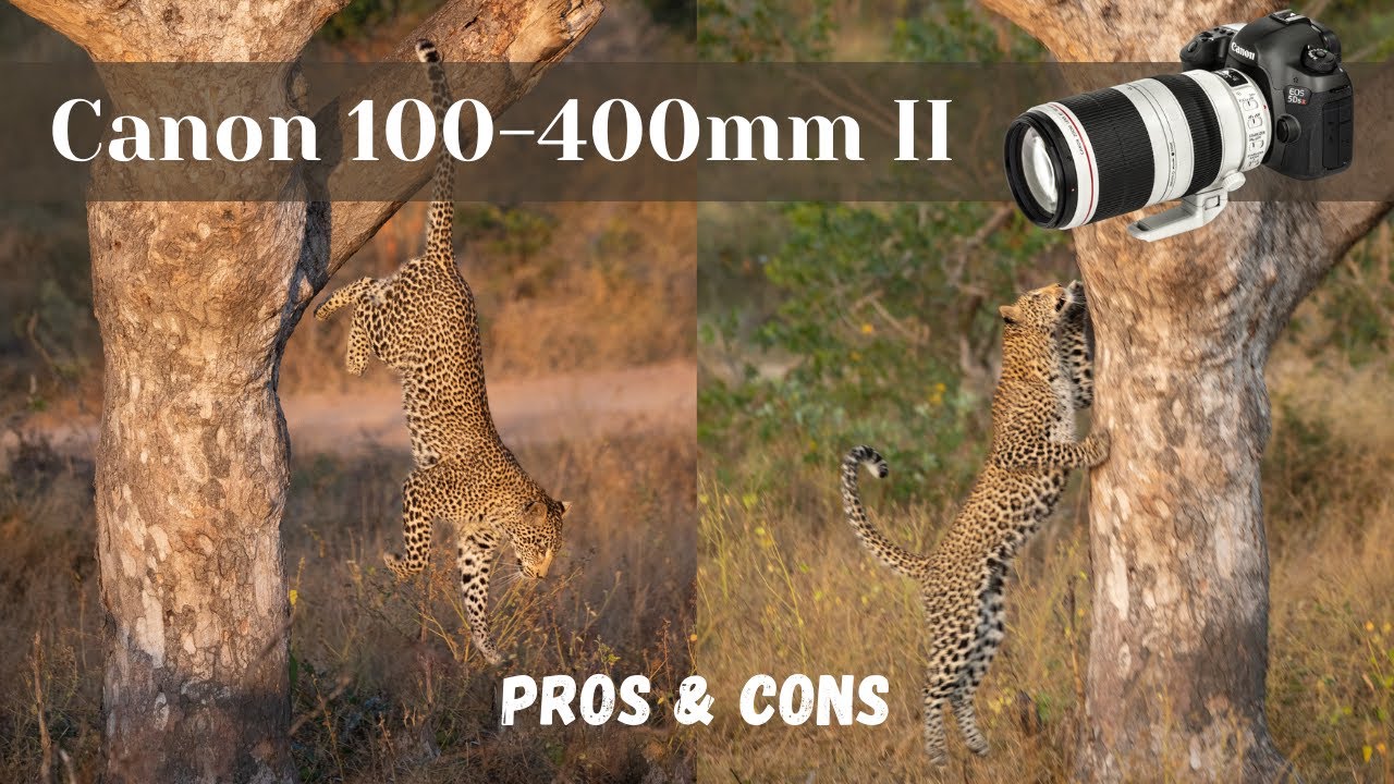 Canon 100-400mm f/4.5-5.6L ii IS USM review | Pros & Cons for wildlife photography