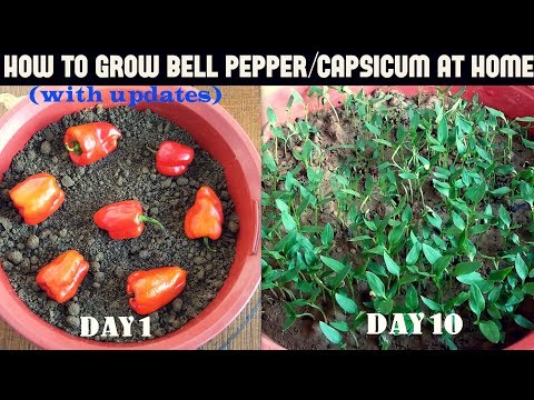 How to grow bell peppercapsicum