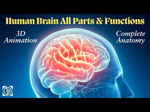 Human Brain Anatomy Revealed in 3D! All Parts and Functions