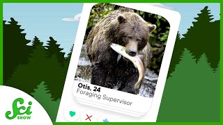 Trees: The Dating Apps For Bears