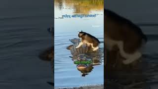 Download lagu ಅದೆಲ್ಲಾ sari ಇಬ್ಬರ ಜಗಳದಲಿ  ಇವಾ ಯಾರ ?? Funny video mp3