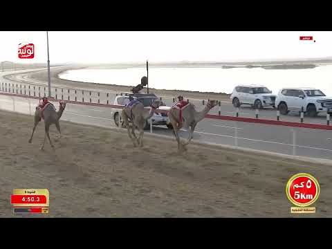 ش 6 (الشاهينيه) لـ هجن العاصفه 12:40:19 ، مهرجان ختامي الوثبة 2026/05/18 حول