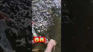Download lagu Waooo๐ฑ๐ฑ #instagram #trending #animals #shortvideo #fish #fishing mp3 Download lagu Waooo๐ฑ๐ฑ #instagram #trending #animals #shortvideo #fish #fishing mp3