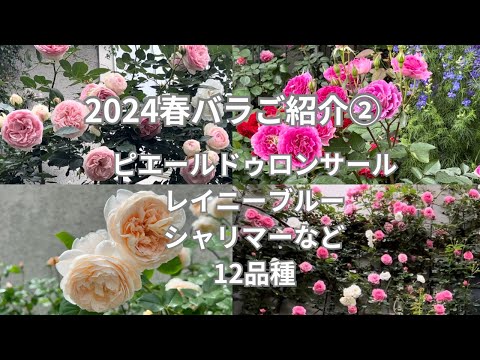 園芸 ヒューゴ神父のバラの茂み、中国の黄色いバラの茂み