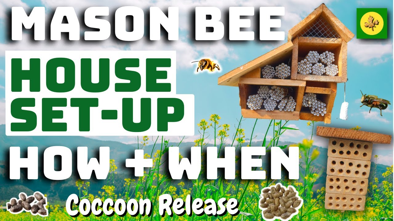 Getting Started With MASON BEES - How and When - Plus COCOON Release