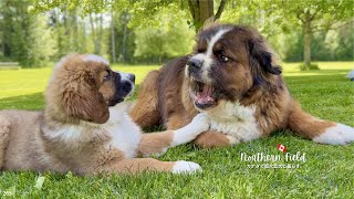 兄犬に怒られてもへっちゃら｜今日も暴れ回る超大型犬パピー