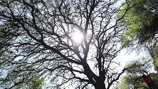 "Un ser revolucionario"  Laura Ledesma