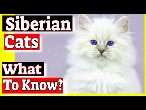 Siberian Cat | How much do Siberian Cats cost? Siberian Cats Characteristics